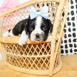 Molly - Black and white female Cocker Spaniel puppy in Rattan, Oklahoma from Double M Cocker Spaniels