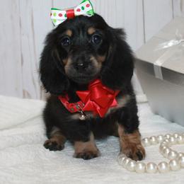 Ellie - Black and cream female Dachshund puppy in Collins, Georgia from Liberty Longhair Dachshunds
