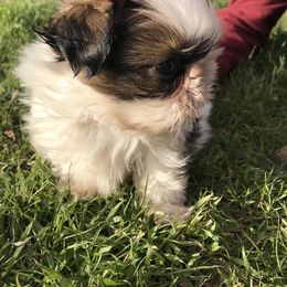 Shih Tzu Puppies from Willow Lane Shih Tzus