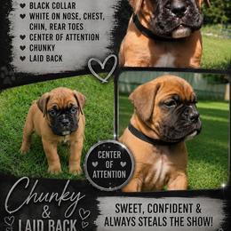 Girl 4 - Fawn female Boxer puppy in Hopkins, Michigan from Truax Farms