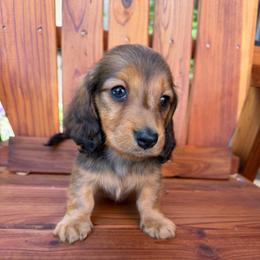 Shaded Red Male - Red male Dachshund puppy in Santa Rosa, California from Signature Mini Dachshunds