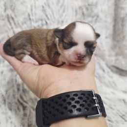 Sable white markings girl - Black sabled fawn female Chihuahua puppy in Richmond, Virginia from Breens