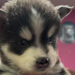 Sassy - Black and white female Pomsky puppy in Spring Hill, Florida from PDQ Pomskies
