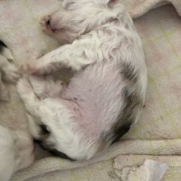 Chinese Crested Puppies from Ridgelake Ranch Chinese Cresteds