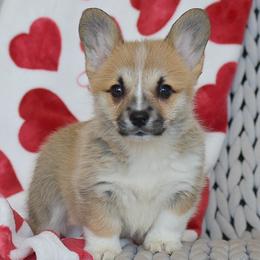 Daffodil - Sable female Pembroke Welsh Corgi puppy in Morgantown, Pennsylvania from GoldStar Corgis (License Number 18519)