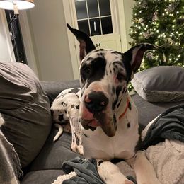 Jack - Great Dane