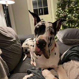 Jack - Great Dane