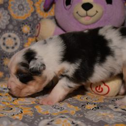 Miniature Australian Shepherd Puppies from JnT's Bluegrass Mini Aussies