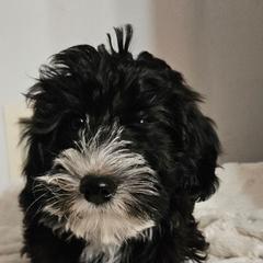 Boy 1 - Black male Whoodle puppy in O'neill, Nebraska from Willowdale Doodles