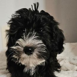 Boy 1 - Black male Whoodle puppy in O'neill, Nebraska from Willowdale Doodles