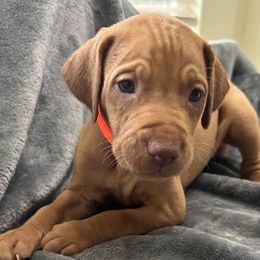 Orange Boy - Red golden male Vizsla puppy in Foley, Alabama from Paula's South Bama Vizslas