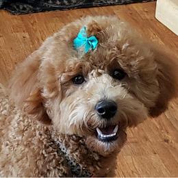 Bebe - Goldendoodle