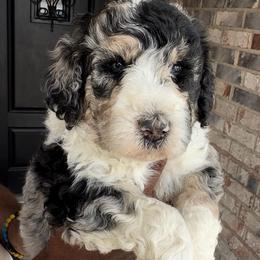 Oregano - Blue merle male Bernedoodle puppy in Richmond, Texas from Harper’s Heartbeats