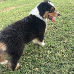 Ed, short for Edwina - Black tri-color female Australian Shepherd puppy in Tulsa, Oklahoma from Mad Ranch