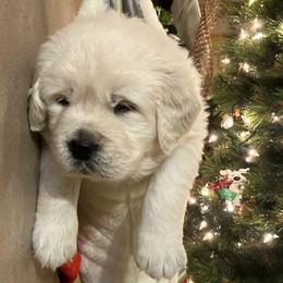 Girl 2 - Light golden female Golden Retriever puppy in Osceola, Iowa from Healing Hearts Therapy Goldens