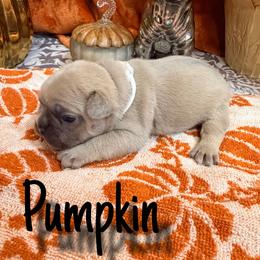 Pumpkin - Fawn male French Bulldog puppy in Peoria, Arizona from A Quality French Bulldogs AZ