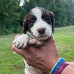 Blue collar - White and liver male English Springer Spaniel puppy in Sterling, Michigan from Springerdoodles In MI