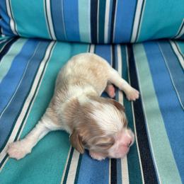 Laney - Blenheim female Cavalier King Charles Spaniel puppy in Avalon Beach, Florida from Cavaliers of Avalon