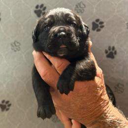 Lilac - Black brindle female Cane Corso puppy in Paris, Texas from Knucklehead Cane Corso