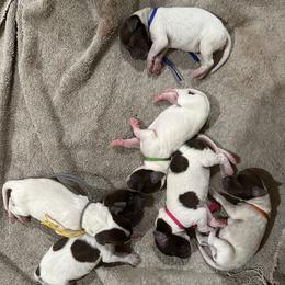 German Shorthaired Pointer puppies from Holding Hands Farm