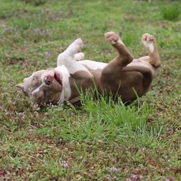 Haymakers' Johnny Bravo - Lilac tri-color American Bully puppy in Dixon, Kentucky from Haymaker Bully Camp