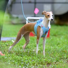 Mikki, Mickey - Italian Greyhound