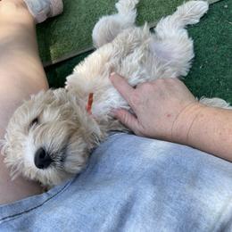 Goldendoodle Puppies from Thompson Creek Doodles