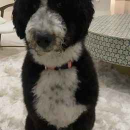 Bernedoodles from Otoki's Doodles