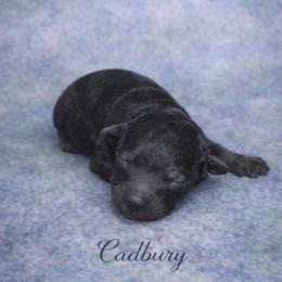 Cadbury - Black and tan male Cockapoo puppy in Connersville, Indiana from MoonShine Babies