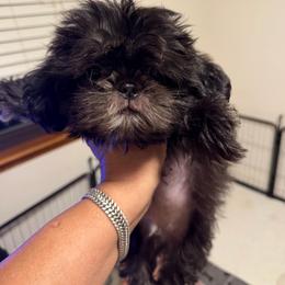 Knight - Black and white male Shih Tzu puppy in Victorville, California from RUMBLE n TUMBLE