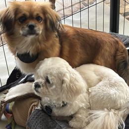 Lhasa Apso puppies from Clark's Lhasas