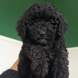 Lola - Toy Poodle Raised in Home - Black female Poodle puppy in Falcon, Missouri from Cedar House Heritage Poodles | AKC Toy & Miniature Poodle Puppies Raised in Home