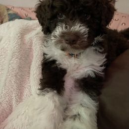 Lagotto Romagnolo Puppies from Agapē Lagotto Romagnolo