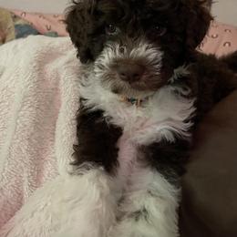 Lagotto Romagnolo Puppies from Agapē Lagotto Romagnolo