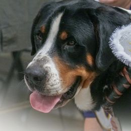 Dezzy - Greater Swiss Mountain Dog