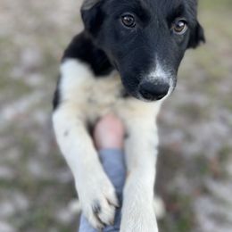 Australian Shepherd Puppies from Copper Top Aussies