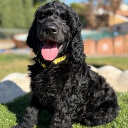Yellow collar - Black male Poodle puppy in Hesperia, California from Whitesock Standard Poodles