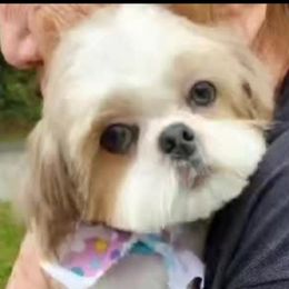 Shih Tzu puppies from Kinard's poodles and doodles