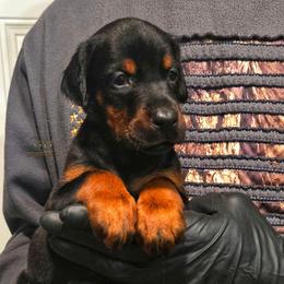 Lindi - Black and rust female Doberman Pinscher puppy in China Township, Michigan from Snell's Superior Kennel Dobermann & GSP