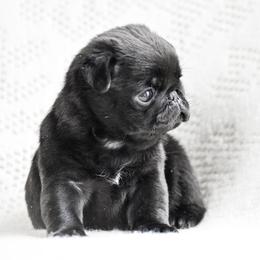 Greta - Black female Pug puppy in Caldwell, Ohio from Folklore Kennel