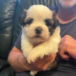 Bella - Tricolor female Shih Tzu puppy in Reading, Michigan from You Little Shih-tzu’s 😊