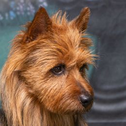 Reggie - Australian Terrier