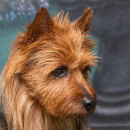 Reggie - Australian Terrier