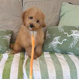Giorgio - Red male Cavapoo puppy in Temecula, California from Designer Doodles