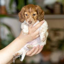 Canari - Piebald female Dachshund puppy in Wichita Falls, Texas from Matilda Jane’s Dachshunds