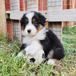 Australian Shepherd Puppies from NK Ranch Australian Shepherds