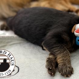 Blue Collar - Black and red male German Shepherd puppy in Davie, Florida from Vom Broward Haus