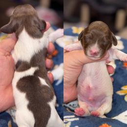 Steve - Brindle male Dachshund puppy in Hornbeck, Louisiana from A&Z Mini Dachshunds