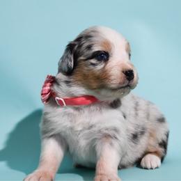 Winnie - Blue merle female Australian Shepherd puppy in Placerville, California from BFF Aussies