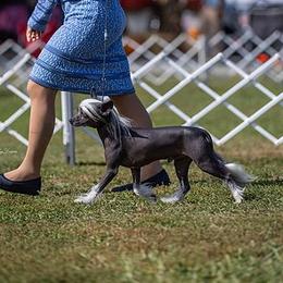 Frank - Chinese Crested